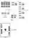 Fig. 06 - CARDPLAY CASINO GAMES SYSTEMS AND METHODS