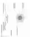 Fig. 02 - SN-38 loaded iron crosslinked micelle and methods thereof