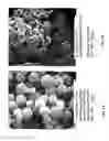 Fig. 02 - Microsphere-based delivery and ex vivo manipulation of dendritic cells for autoimmune therapies