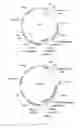Fig. 02 - Chimeric antigen receptor and use thereof