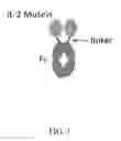 Fig. 02 - IL-2 muteins and uses thereof