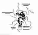 Fig. 01 - MULTIFUNCTIONAL BIODEGRADABLE CARRIERS FOR DRUG DELIVERY