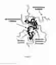 Fig. 02 - MULTIFUNCTIONAL BIODEGRADABLE CARRIERS FOR DRUG DELIVERY