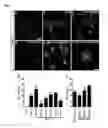 Fig. 02 - MEANS AND METHODS FOR THE GENERATION OF OLIGODENDROCYTES