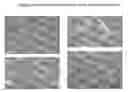 Fig. 04 - Stem Cells from the Mammalian Neural Plate