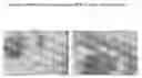 Fig. 05 - Stem Cells from the Mammalian Neural Plate