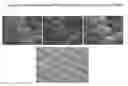 Fig. 09 - Stem Cells from the Mammalian Neural Plate