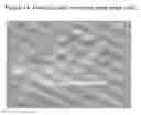 Fig. 15 - Stem Cells from the Mammalian Neural Plate