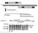 Fig. 01 - Non-meiotic allele introgression