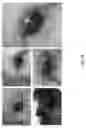 Fig. 76 - Non-meiotic allele introgression