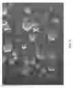 Fig. 02 - Targeted modification of rat genome