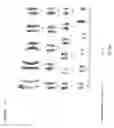 Fig. 07 - Targeted modification of rat genome