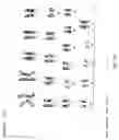Fig. 09 - Targeted modification of rat genome