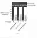 Fig. 35 - Compositions and methods for zika virus characterization and vaccine development
