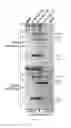 Fig. 45 - Compositions and methods for zika virus characterization and vaccine development