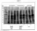Fig. 08 - Compositions and methods for recombinant biosynthesis of propane