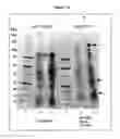 Fig. 09 - Compositions and methods for recombinant biosynthesis of propane