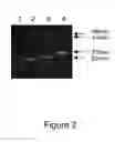 Fig. 06 - Nicking and Extension Amplification Reaction for the Exponential Amplification of Nucleic Acids