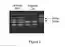 Fig. 07 - Nicking and Extension Amplification Reaction for the Exponential Amplification of Nucleic Acids
