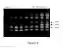 Fig. 22 - Nicking and Extension Amplification Reaction for the Exponential Amplification of Nucleic Acids
