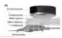 Fig. 01 - Methods and systems for noninvasive and localized brain liquid biopsy using focused ultrasound