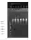 Fig. 01 - Method for detecting trace fungi using single-cell sequencing and kit thereof