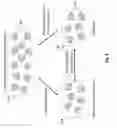 Fig. 05 - System and method for efficient evolution of deep convolutional neural networks using filter-wise recombination and propagated mutations
