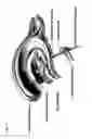 Fig. 09 - Slow intraventricular delivery