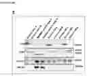 Fig. 15 - MESENCHYMAL STEM CELL-DERIVED EXTRACELLULAR VESICLES AND THEIR MEDICAL USE