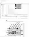Fig. 34 - MESENCHYMAL STEM CELL-DERIVED EXTRACELLULAR VESICLES AND THEIR MEDICAL USE