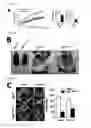 Fig. 02 - Pharmaceutical composition for preventing or treating metabolic diseases, comprising bacteroides acidifaciens as active ingredient