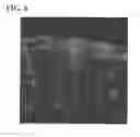 Fig. 06 - AAV vectors targeted to oligodendrocytes