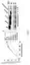 Fig. 06 - Recombinant virus, composition comprising the same, and uses thereof