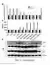 Fig. 35 - Recombinant virus, composition comprising the same, and uses thereof