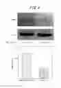 Fig. 04 - Therapeutic agent for ischemic disease