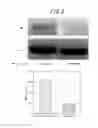 Fig. 05 - Therapeutic agent for ischemic disease