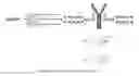 Fig. 03 - Antibody-drug conjugates