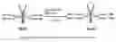 Fig. 06 - Antibody-drug conjugates