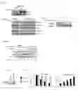 Fig. 07 - INHIBITORS OF MTOR-DEPTOR INTERACTIONS AND METHODS OF USE THEREOF