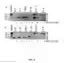 Fig. 09 - Compositions and methods for reducing cell viability
