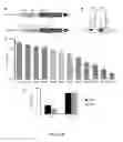 Fig. 02 - Methods and compositions for modifying assembly-activating protein (AAP)-dependence of viruses