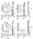Fig. 22 - MULTISPECIFIC POLYPEPTIDE CONSTRUCTS HAVING CONSTRAINED CD3 BINDING AND RELATED METHODS AND USES