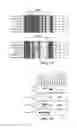 Fig. 06 - Development of new monoclonal antibodies recognizing human prostate-specific membrane antigen (PSMA)