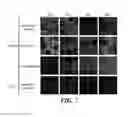 Fig. 08 - Development of new monoclonal antibodies recognizing human prostate-specific membrane antigen (PSMA)