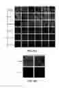 Fig. 09 - Development of new monoclonal antibodies recognizing human prostate-specific membrane antigen (PSMA)