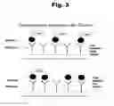 Fig. 04 - Antibodies to aripiprazole haptens and use thereof