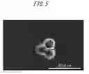 Fig. 06 - Oligopeptide search method, oligopeptide, modified peptide, and immunoassay method