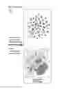 Fig. 22 - Functionalized metal-labeled beads for mass cytometry