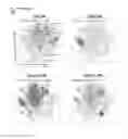 Fig. 26 - Functionalized metal-labeled beads for mass cytometry
