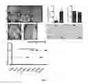 Fig. 07 - Compositions and methods for enhancing neuro-repair